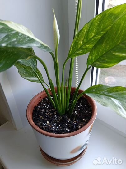 Спатифиллум с горшком бронь