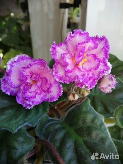 Набор листьев фиалки. Набор № 2