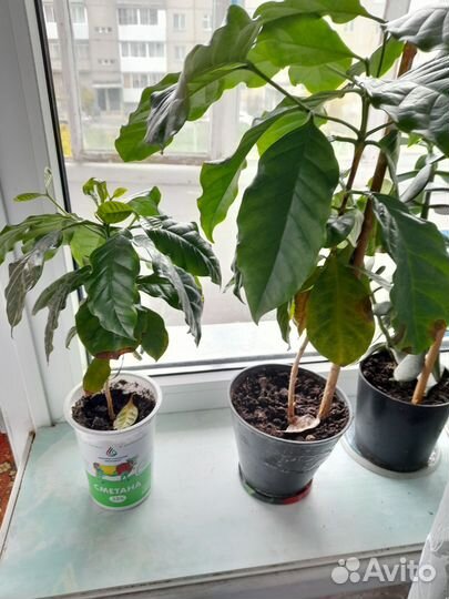 Комнатные цветы