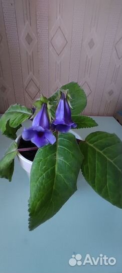 Глоксиния тидея