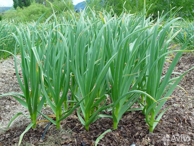 Продам домашний чеснок