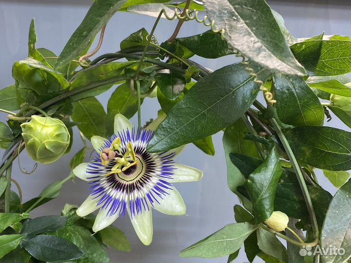Пассифлора