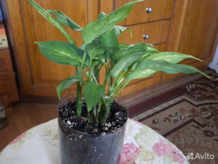 Дифенбахия кустовая