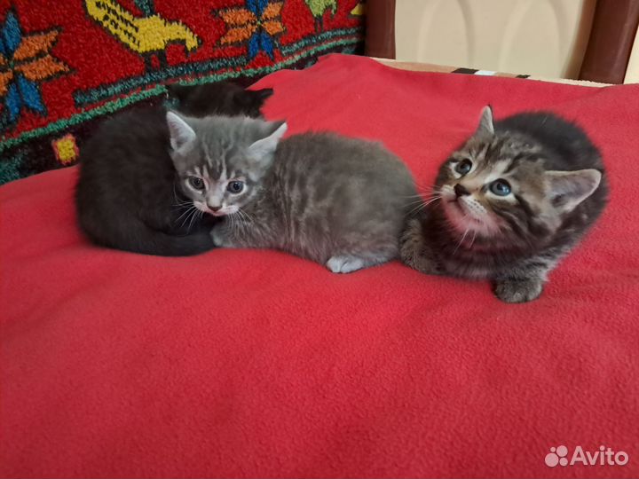 Котята в добрые руки