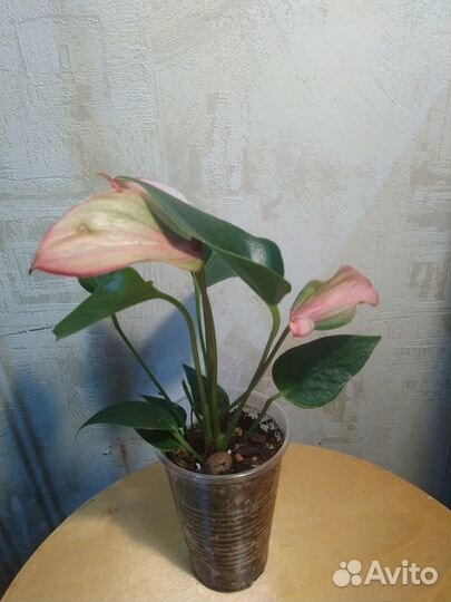 Антуриум лили, матата