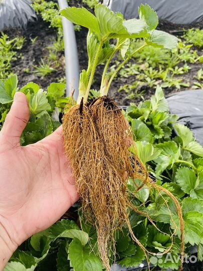 Саженцы клубники. Рассада земляники садовой