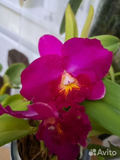 Орхидеи катлеи