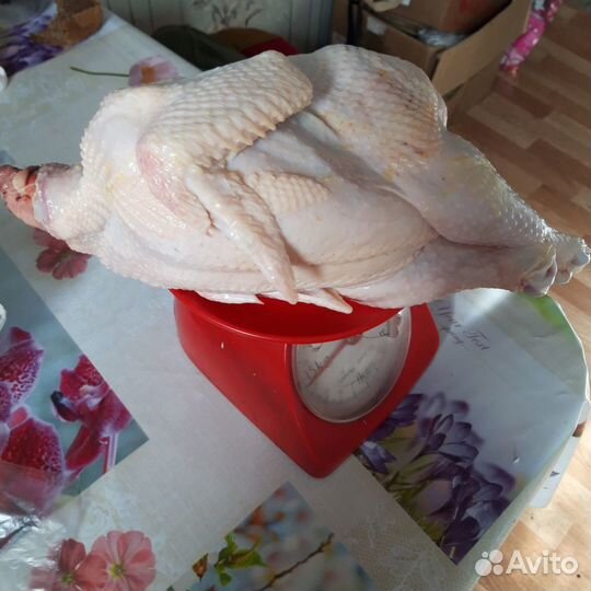 Мясо бройлеров