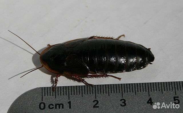 Аргентинский таракан