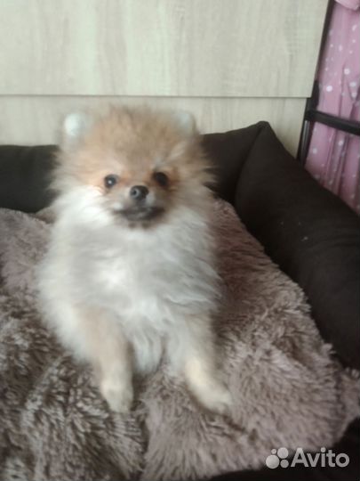 Щенки шпица