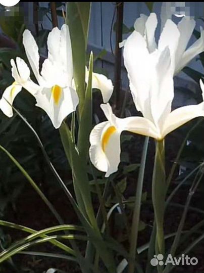 Хоста Флокс многолетники