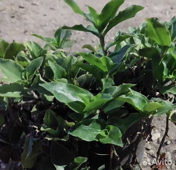 Комнатные цветы бесплатно