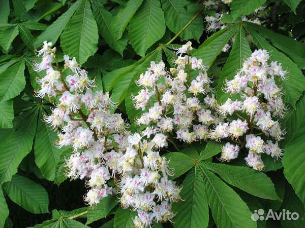 Взрослые саженцы каштана конского