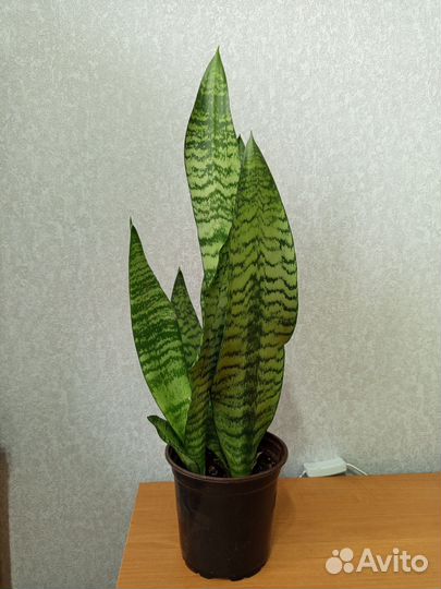Сансевиерия