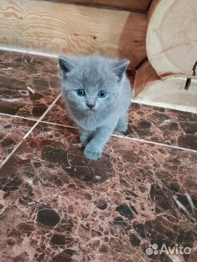 Британские котята