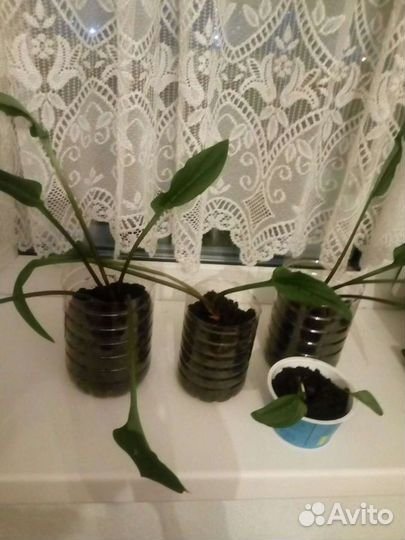 Дримиопсис пятнистый