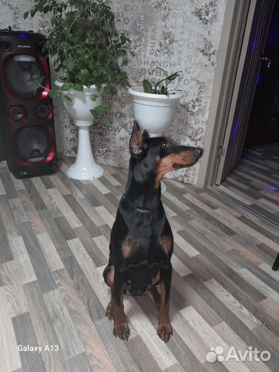 Собаки добермана