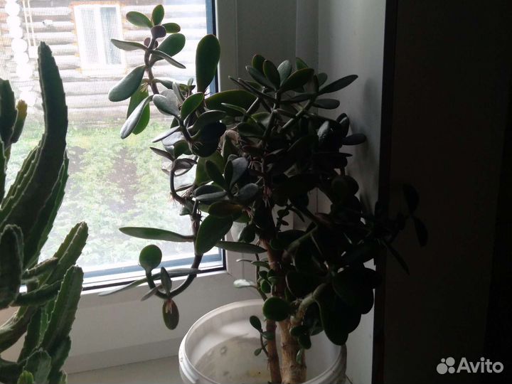 Денежное дерево