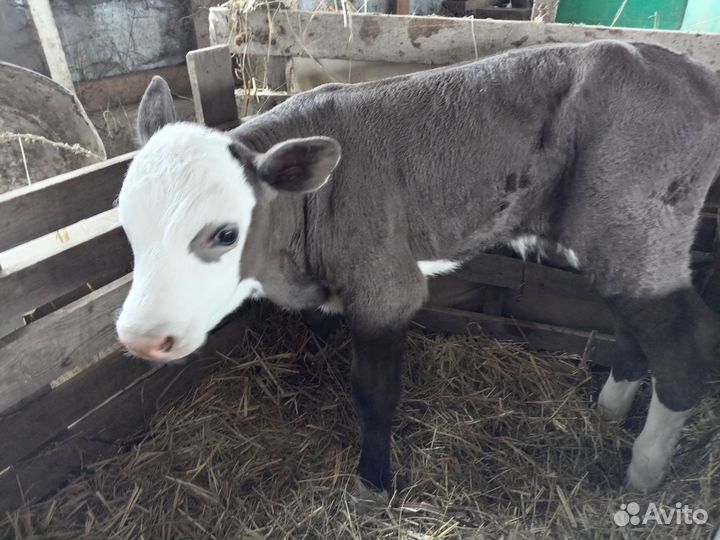 Телёнок-бычок