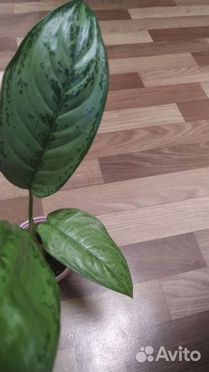 Хойя, алоказия, нефролепсис, оксалис