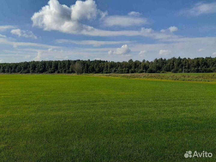 Рулонный газон мятлик