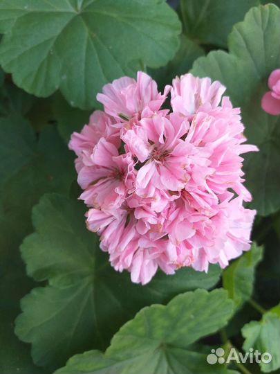 Герань пеларгония розебудная