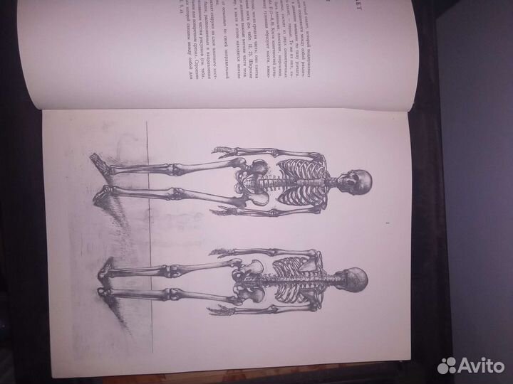 Анатомия для художников Барчаи