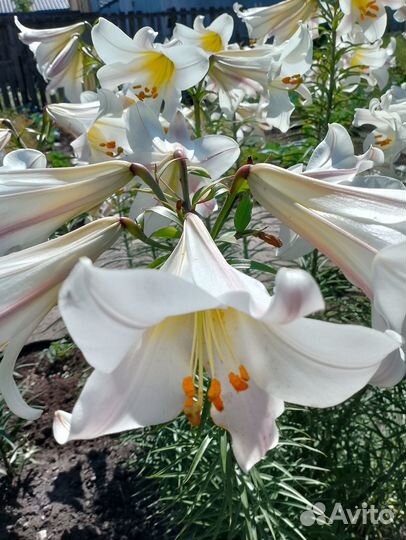 Лилии луковицы