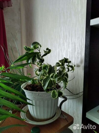 Хамедорея и комнатные цветы