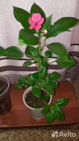 Бальзамин ванька мокрый