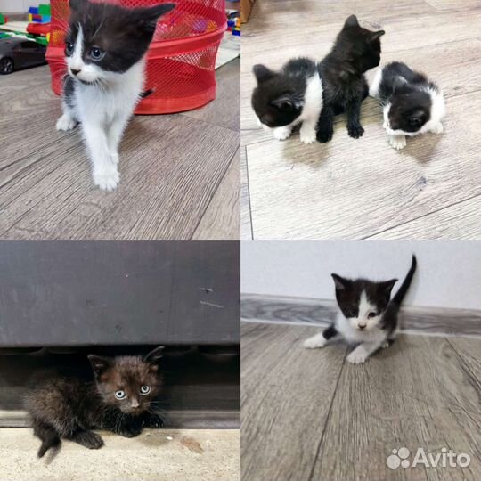 Котята в добрые руки