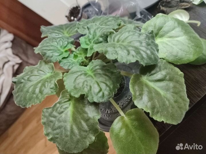 Фиалка за шоколадку