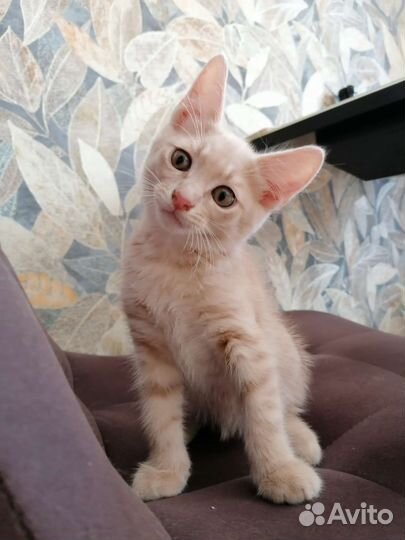 Котята в добрые руки бесплатно