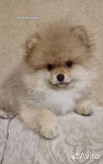 Щенки Шпицуль медвежьего,лисьего типа