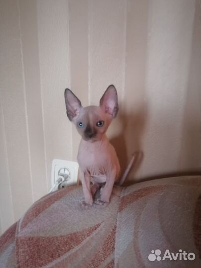 Канадский сфинкс