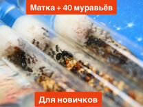 Муравьи для муравьиной фермы