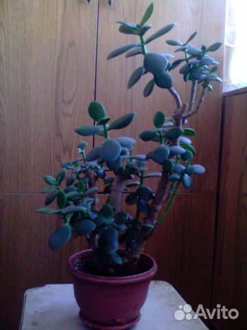 Денежное дерево