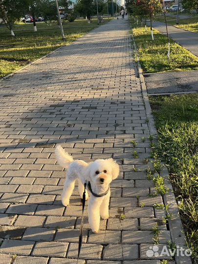 Собака для съемок