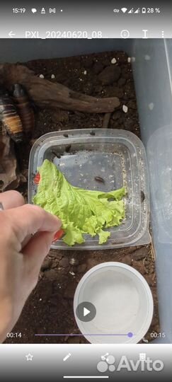 Мадагаскарские тараканы