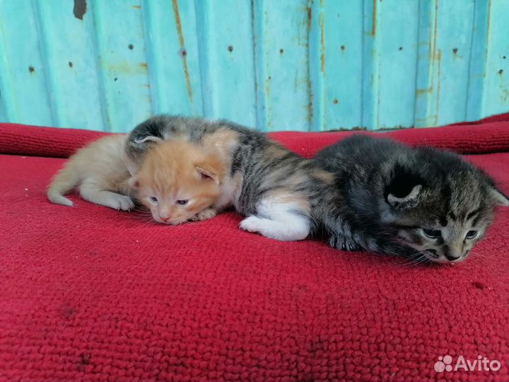 Котята в добрые руки