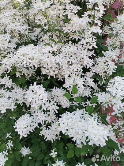 Многолетние садовые цветы