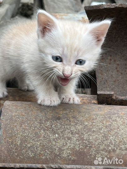 Котята в добрые руки бесплатно