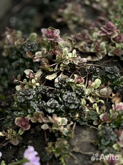 Живучка ползучая