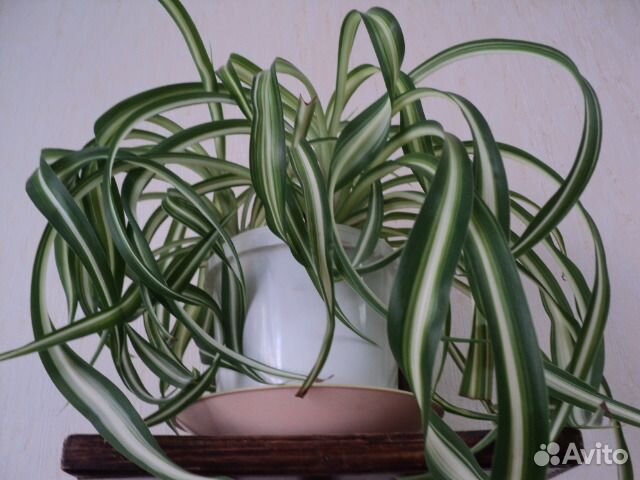 Хлорофитум кудрявый