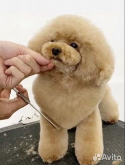 Груминг (стрижка собак и кошек, экспресс линька)