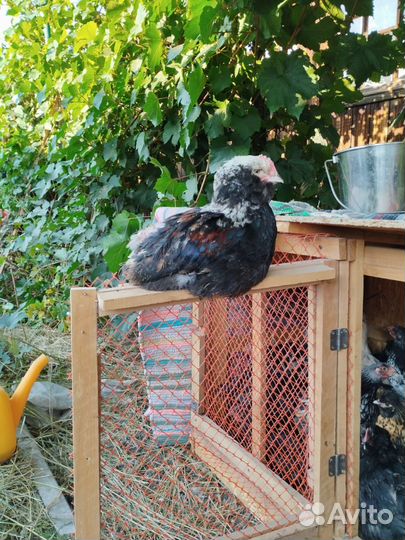 Инкубационное яйцо микс пород