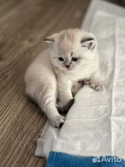 Шотландская шиншилла