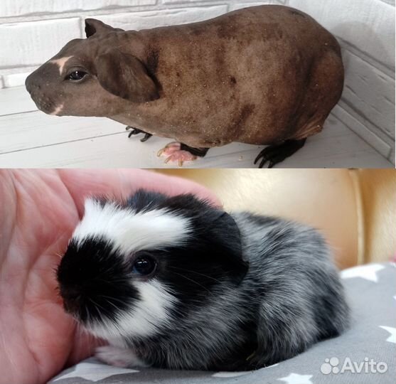 Морская свинка самка болдуин доставка по России