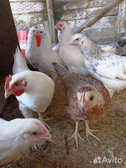 Куры, петухи молодые. 2,5 месяца