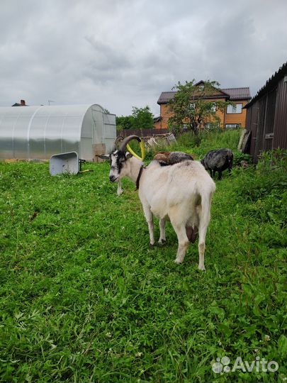 Коза дойная альпийская
